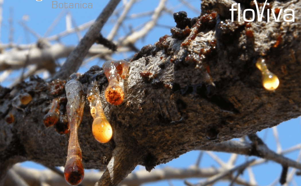 Product Highlight: Frankincense Oil (B. neglecta)