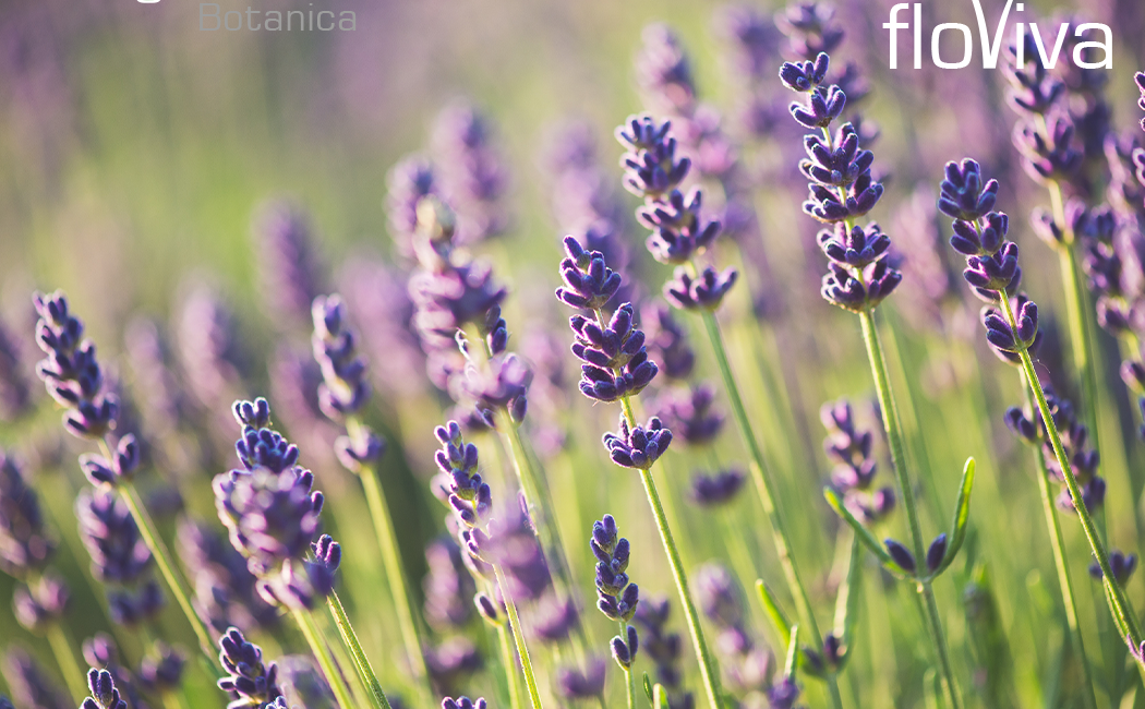 Lavender: 2022 certified organic and conventional harvest now ready to ship!