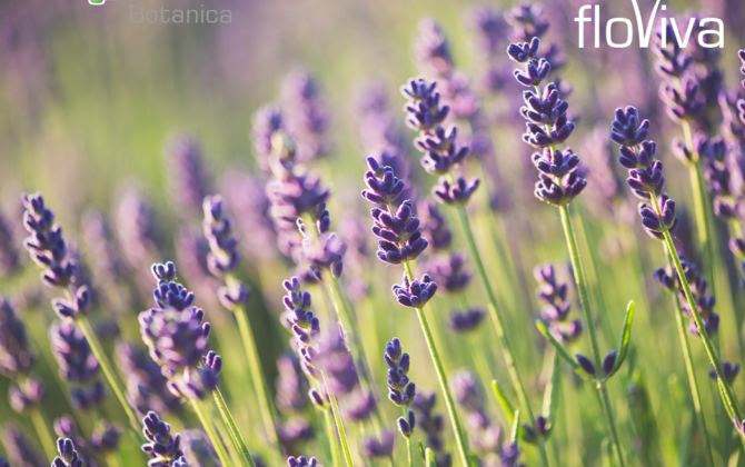 Lavender: 2022 certified organic and conventional harvest now ready to ship!