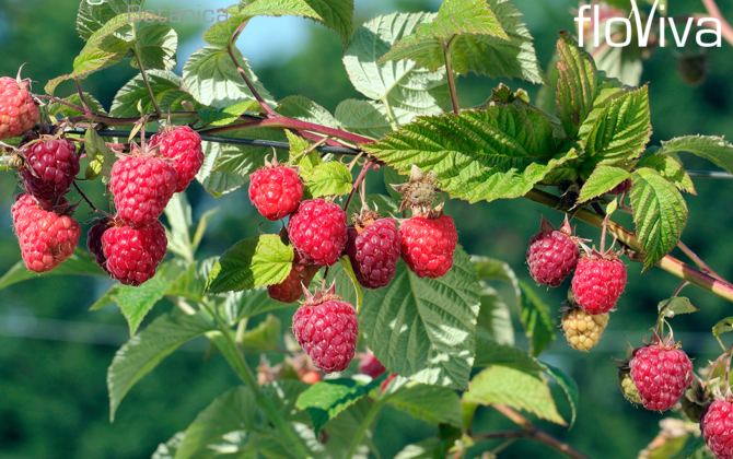 Raspberry Seed Oil: New harvest now available!