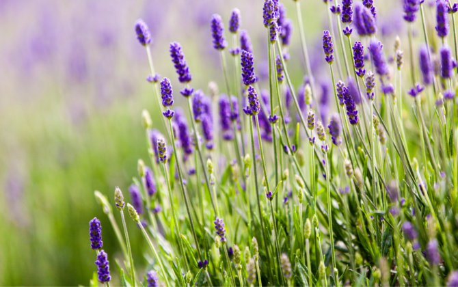 A Look at our French Lavender Oil