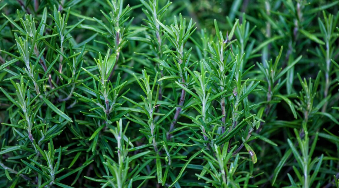 A Look at Rosemary Oil Moroccan