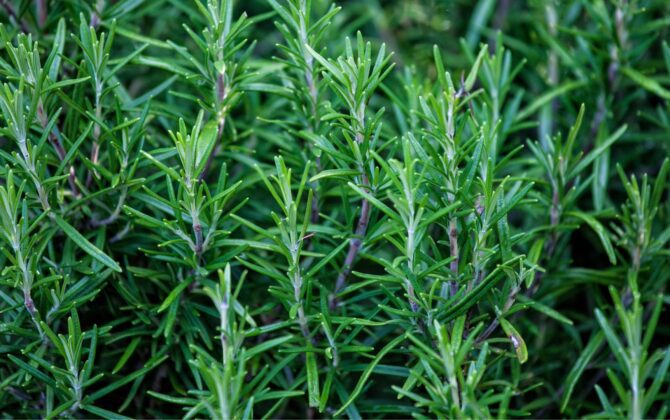 A Look at Rosemary Oil Moroccan